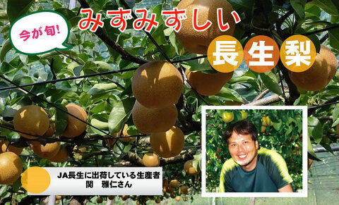 【コープみらい】千葉県の野菜・果物をおいしく食べよう　長生梨