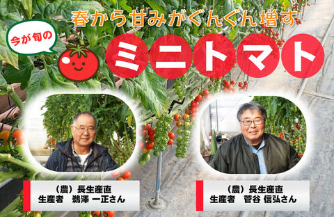 【コープみらい】千葉県の生産者が育てた自慢の野菜を紹介「甘とまと」