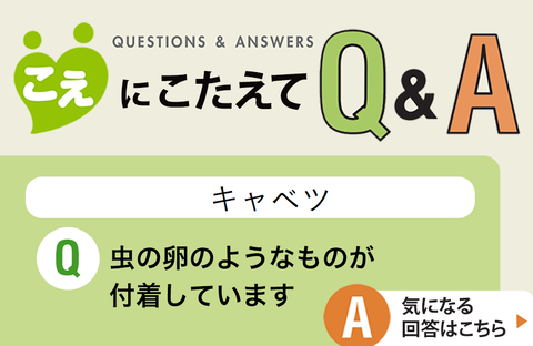 【こえにこたえてＱ＆Ａ】キャベツ