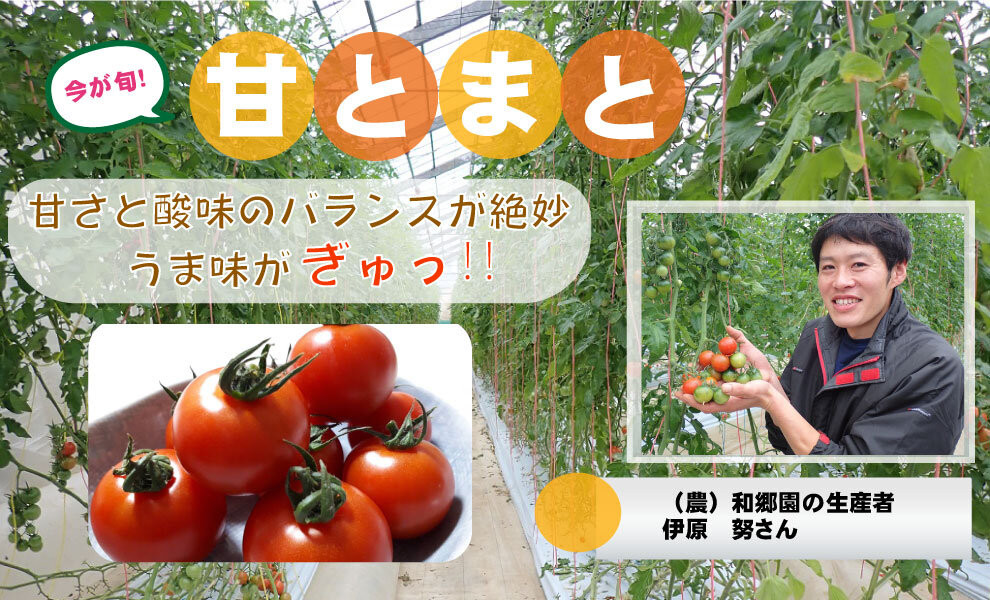 【コープみらい】千葉県の生産者が育てた自慢の野菜を紹介「甘とまと」