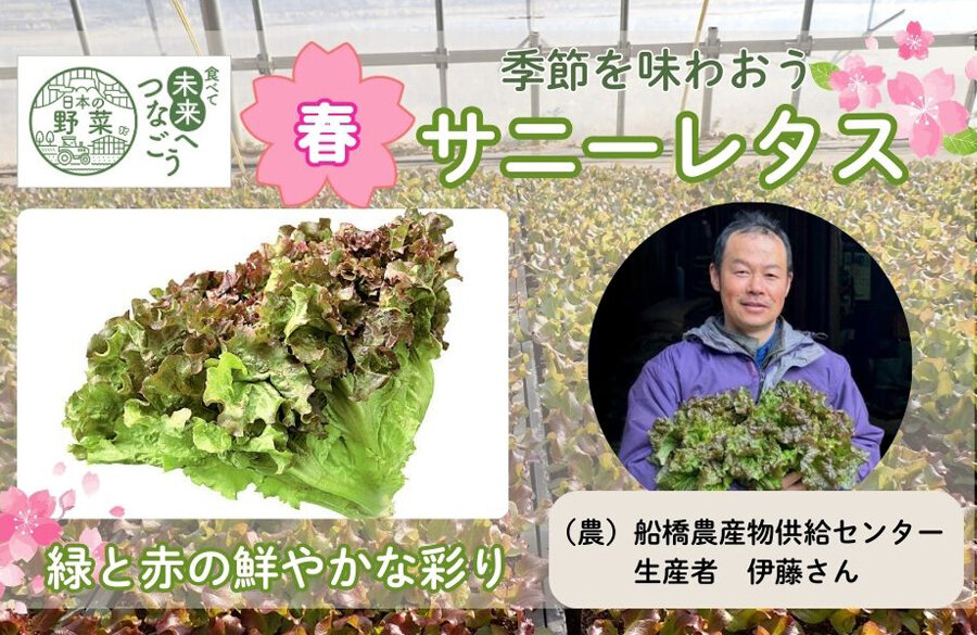 【コープみらい】千葉県の生産者が育てた自慢の野菜を紹介「サニーレタス」