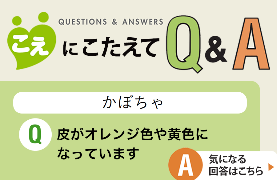 【こえにこたえてＱ＆Ａ】かぼちゃ