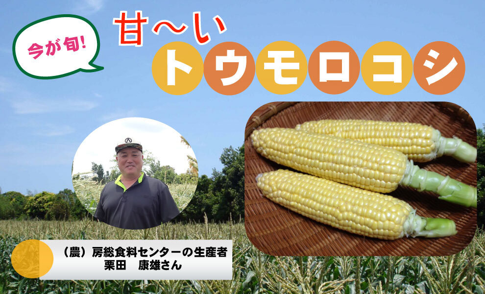 【コープみらい】千葉県の生産者が育てた自慢の野菜を紹介「トウモロコシ」