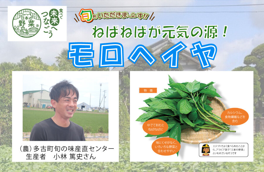 【コープみらい】千葉県の生産者が育てた自慢の野菜を紹介「モロヘイヤ」