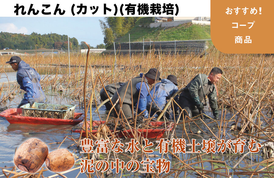 【おすすめ！コープ商品】れんこん（カット）（有機栽培）